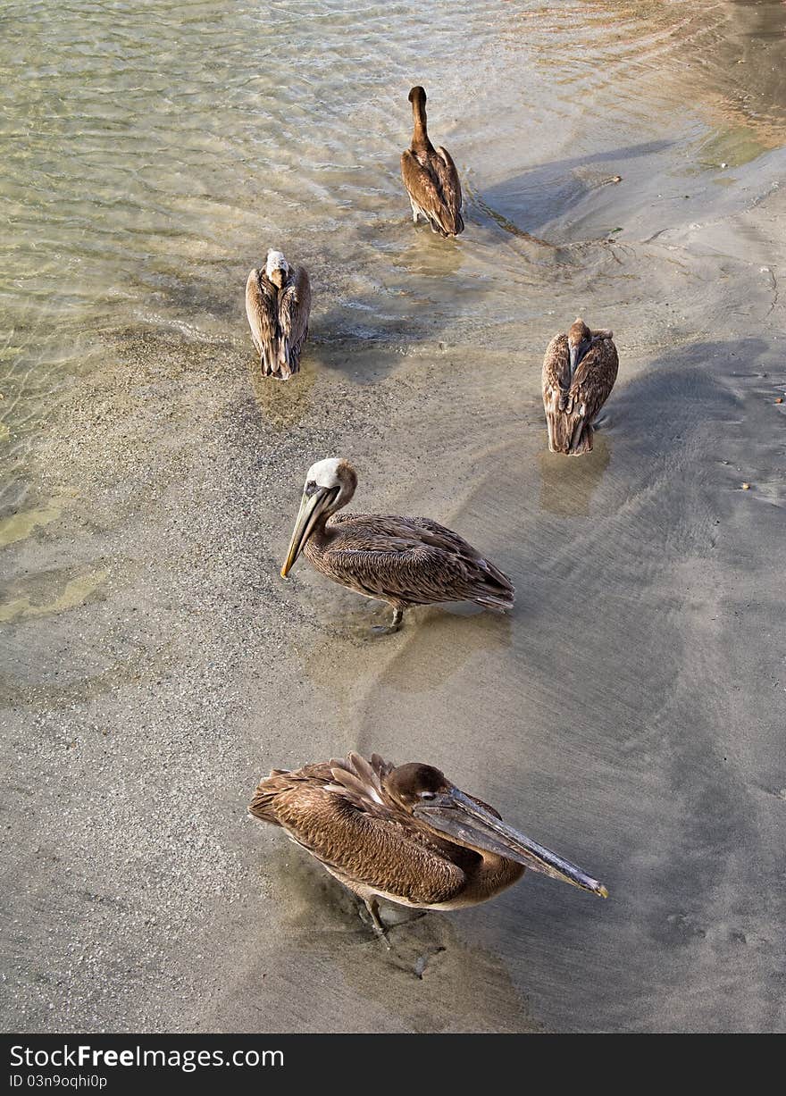 Pelicans Group