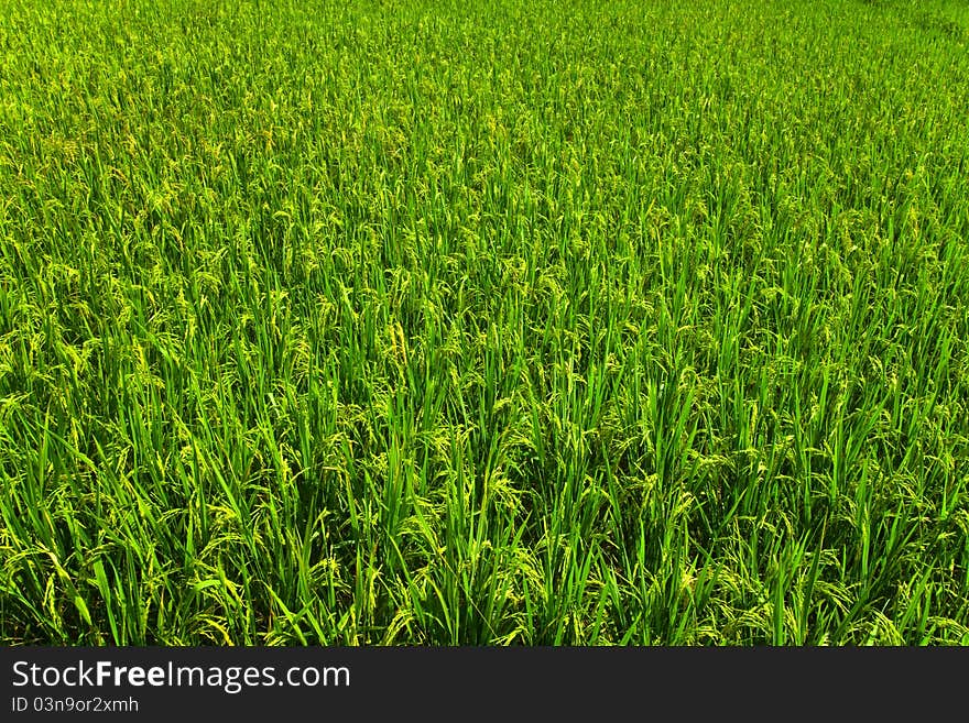 Jasmine Rice In The Field Background