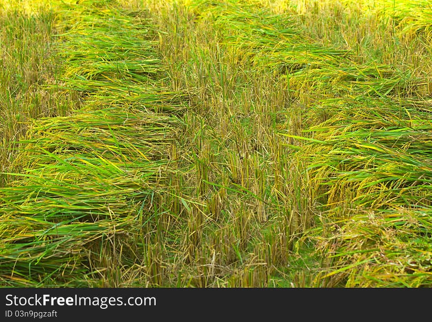 Row of paddy rice after cut process