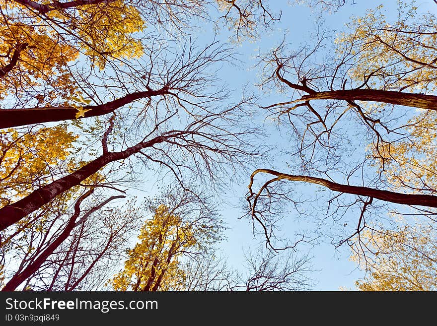 Trees reach to the heavens