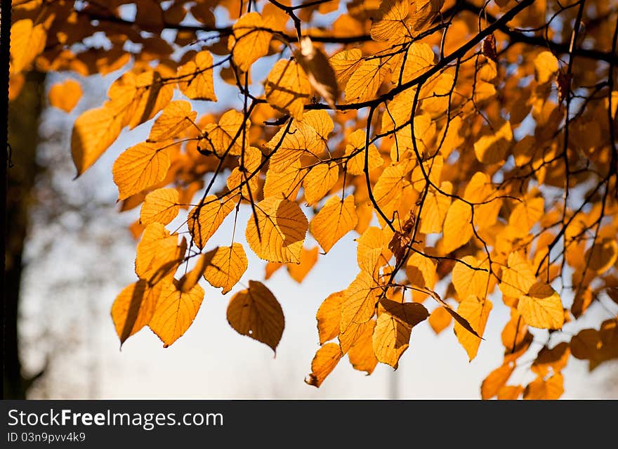 Autumn leaves background in a sunny day