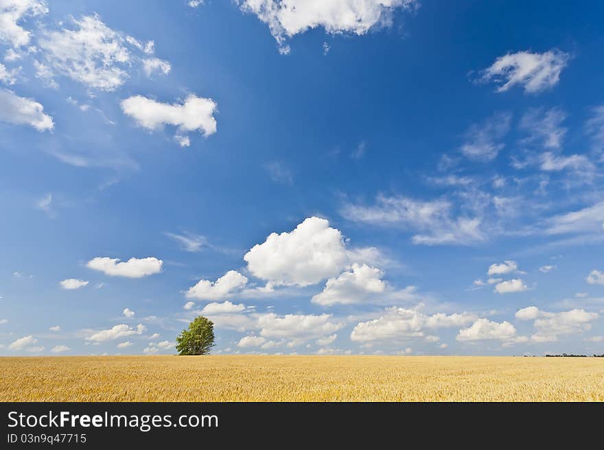 Alone tree in wheat field