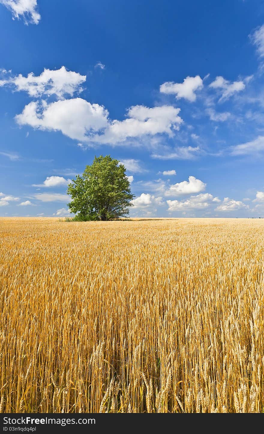 Alone Tree In Wheat Field