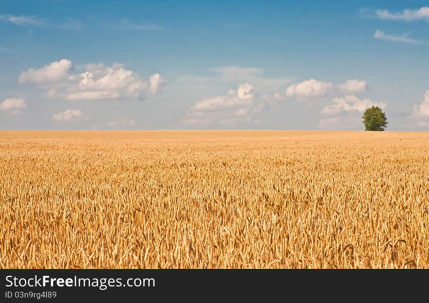 Alone tree in wheat field over cloudy blue sky