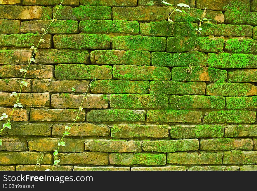 Natural style on old wall