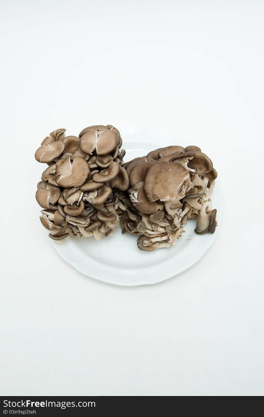 The appearance of oyster mushroom bowl