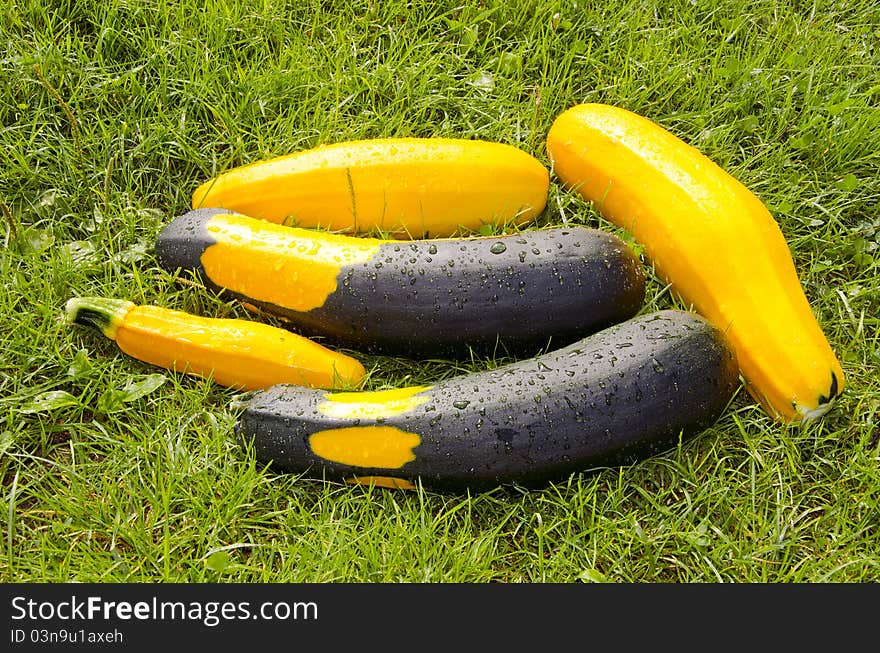 Courgette on the grass