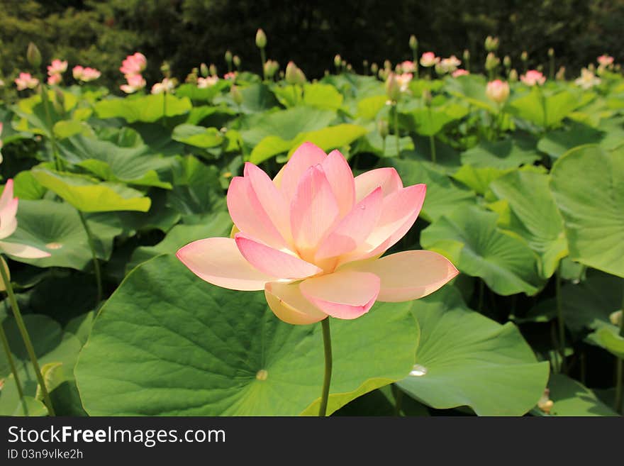 Large lotus flower on the background of many flowers