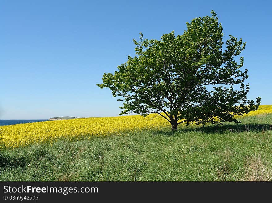 Solitary lonely tree on a hill