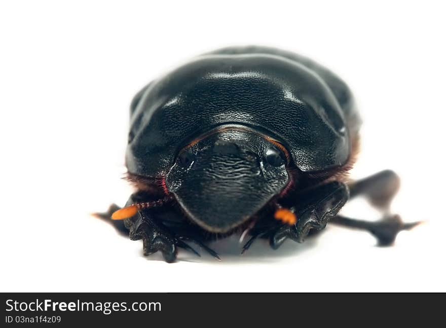 Dung beetle