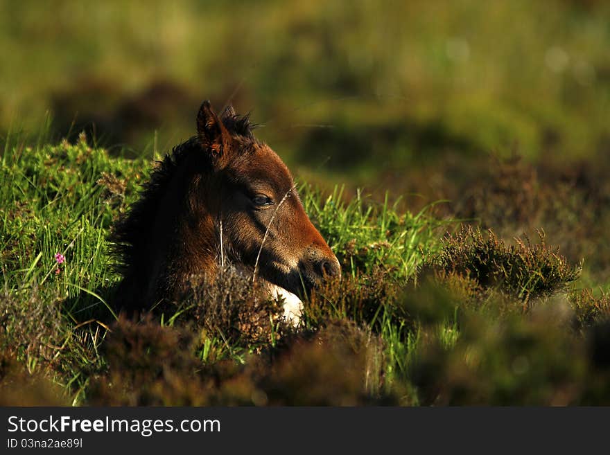 Dartmoor Foal resting in the heather, which is an indigenous plant on Dartmoor South Devon. Dartmoor Foal resting in the heather, which is an indigenous plant on Dartmoor South Devon.