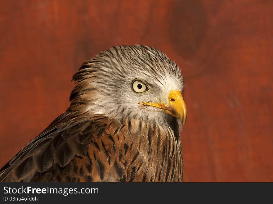 Head Study Of A Red Kite Bird Of Prey