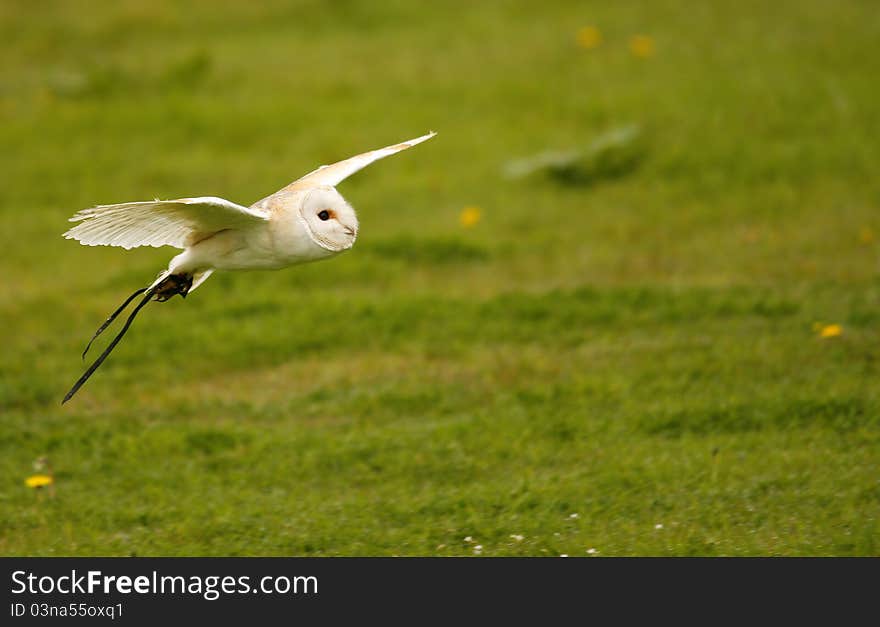 A captive Barn Owl flying trailing his jessie's. A captive Barn Owl flying trailing his jessie's.