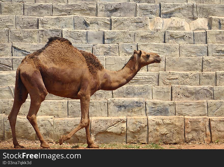 The camels were walking in the park, animals, Nakhon Ratchasima in Thailand