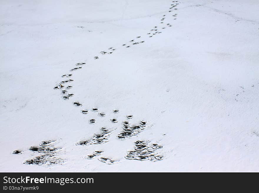 Snow in the field