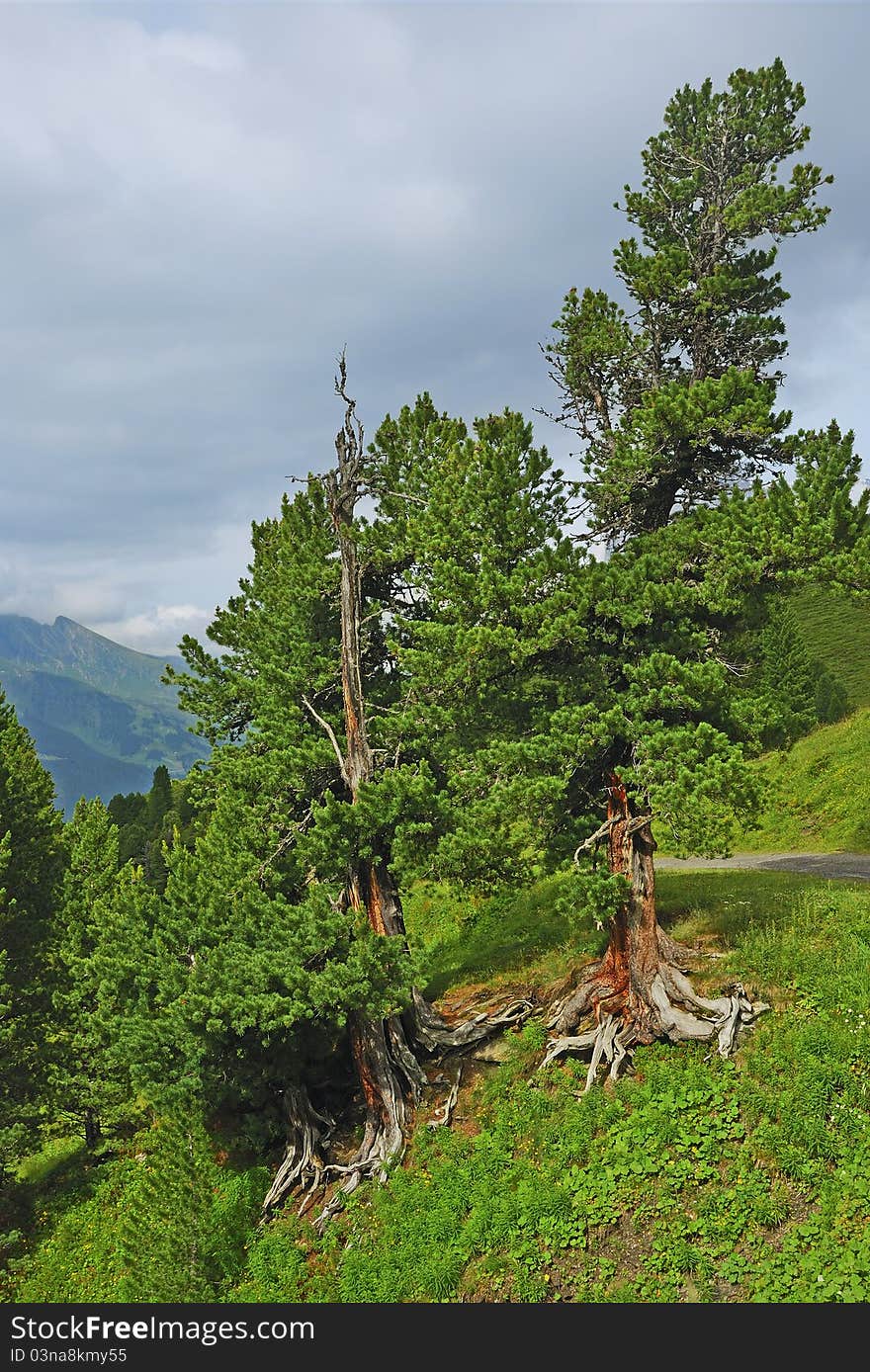 Trees in the mountain hiking road in south of Swiss