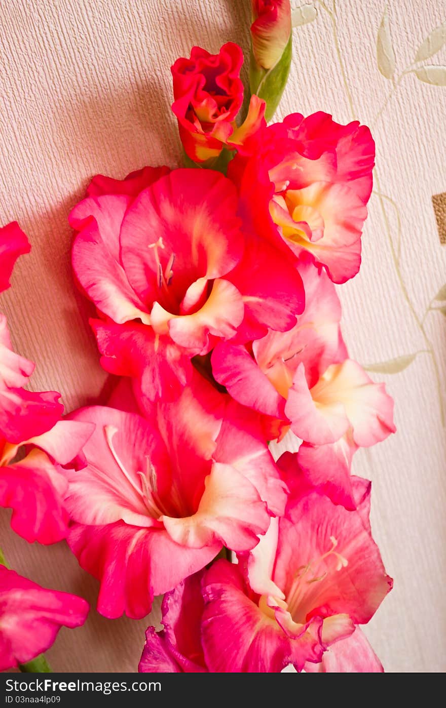 Pink gladiolus flowers in a bouquet bunch