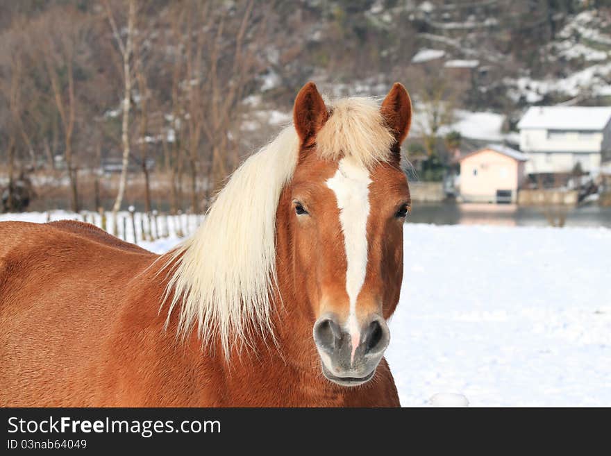 Horses in the snow, during a sunny day