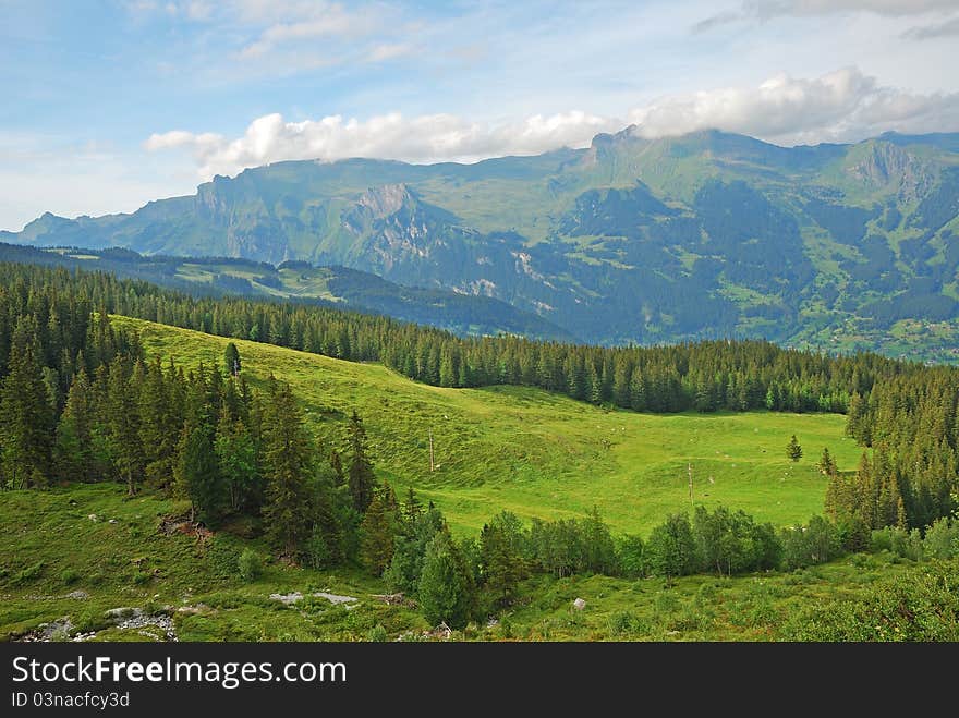 The forest in the mountains of Jungfraujoch area, south of Swiss