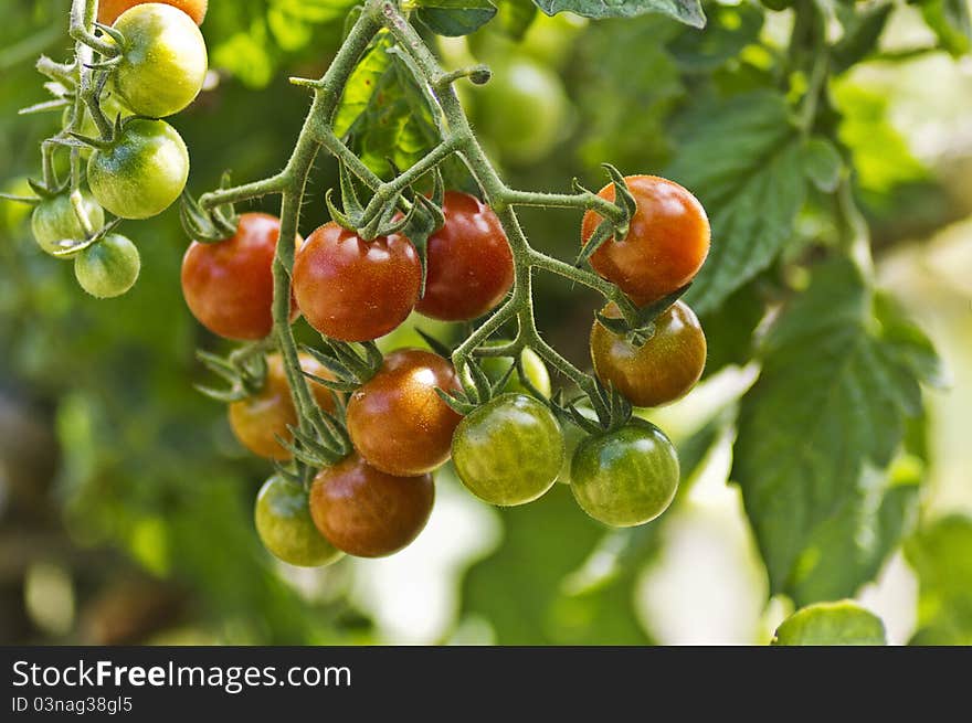 Bunch of tomatoes in their natural environment. Great colors and background.