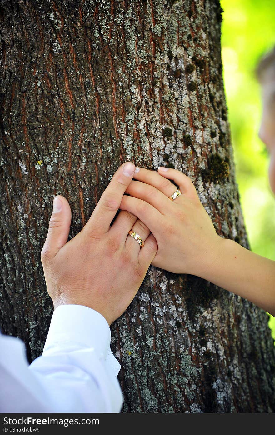 Bride and groom hands on trunk of tree close up