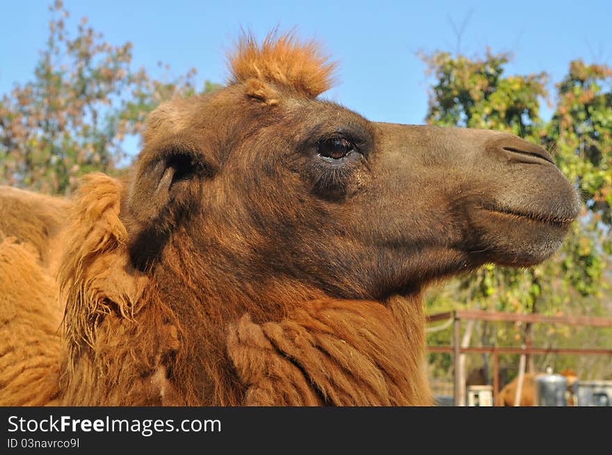 The Bactrian camel is a large even-toed ungulate native to the steppes of central Asia.