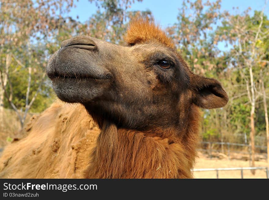 The Bactrian camel is a large even-toed ungulate native to the steppes of central Asia.