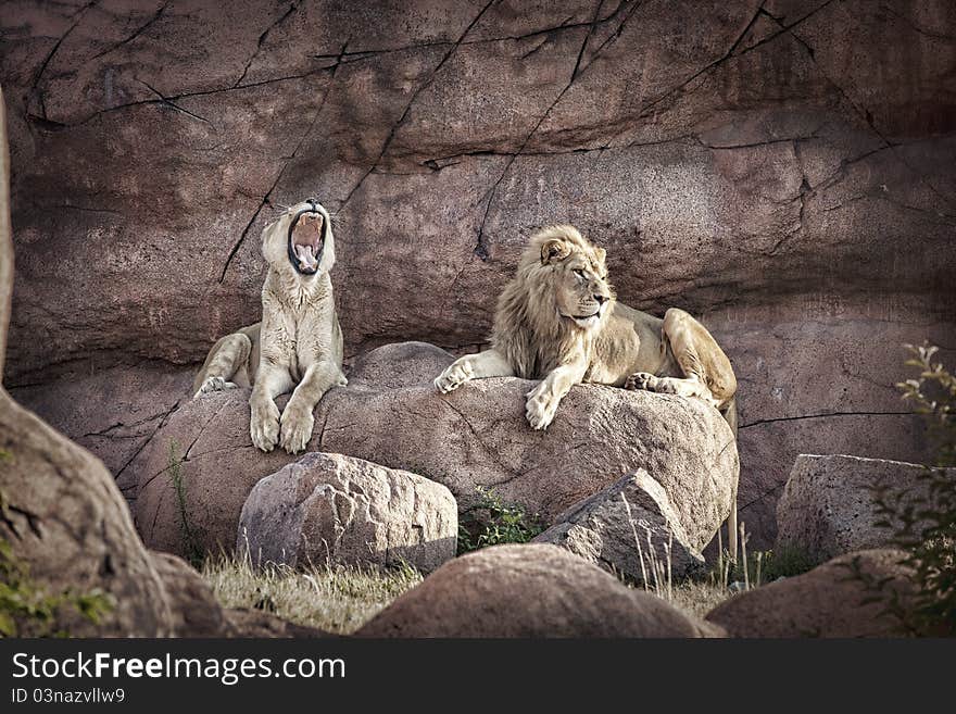 A lion yawning while relaxing on a rock. A lion yawning while relaxing on a rock.