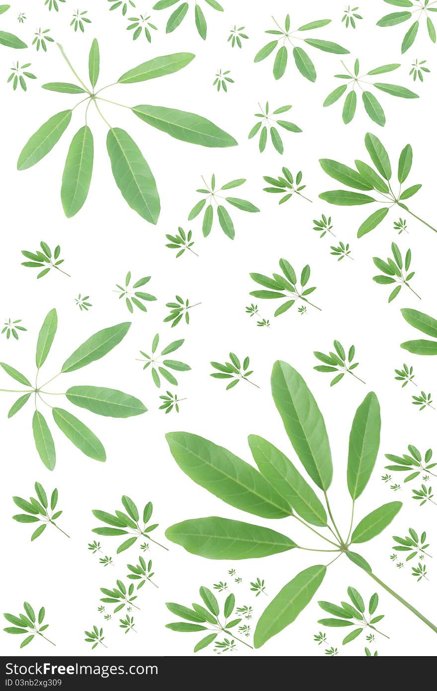 Green tabebia leaf background