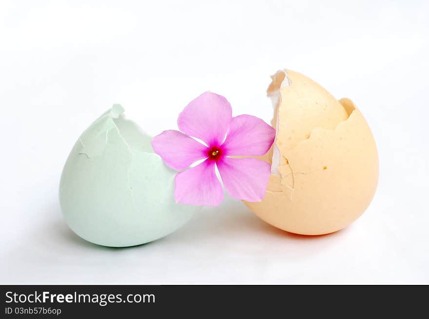 Broken empty eggshells on a white background