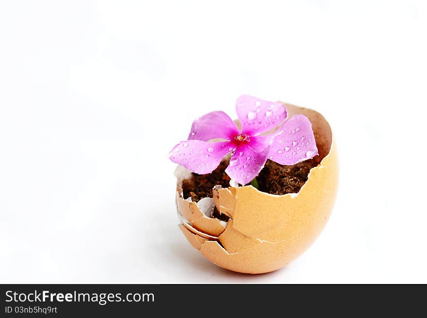 Flower in a broken eggshell