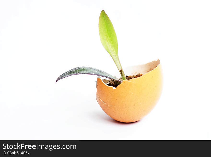 Sprout In An Eggshell