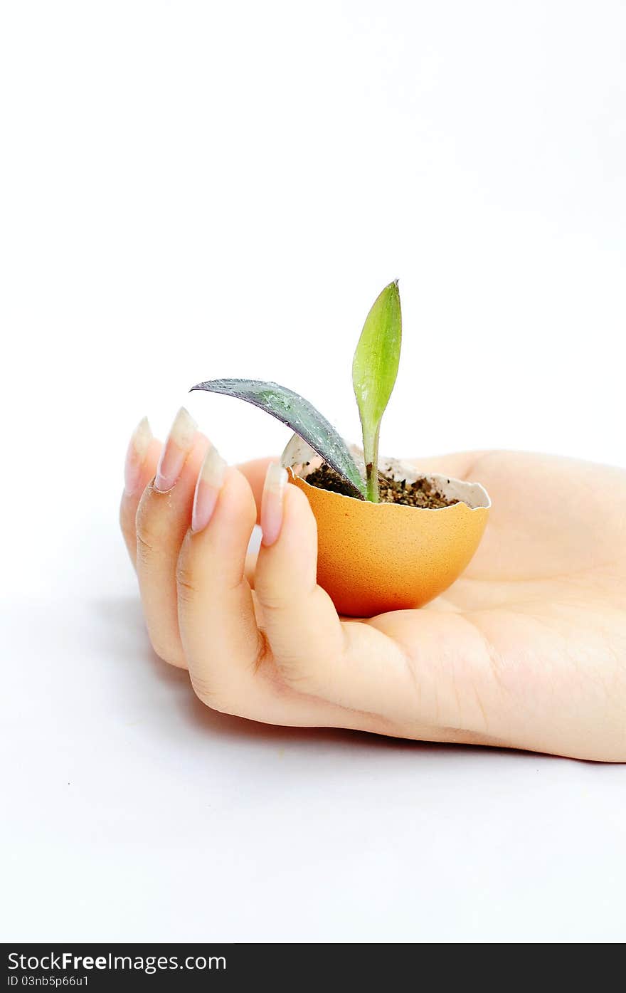 Sprout in an eggshell in a girl's hand. Sprout in an eggshell in a girl's hand