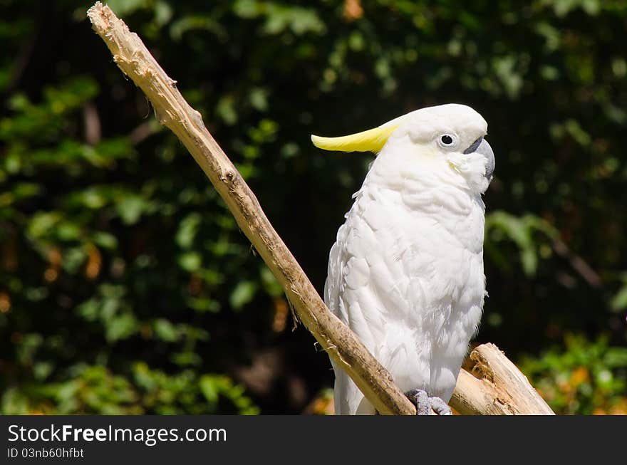 Yellow-crested Cockatoo