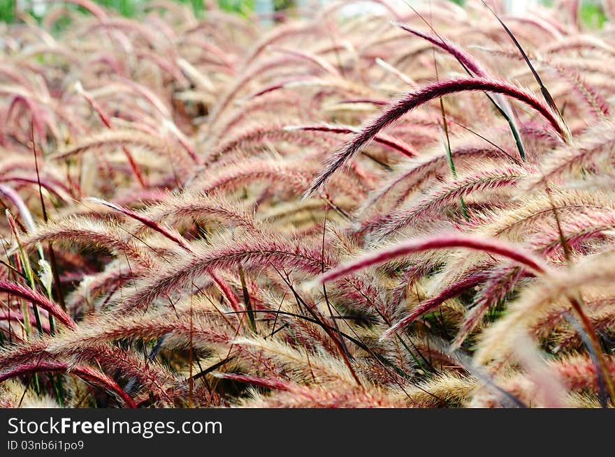 Bristle grass Herb