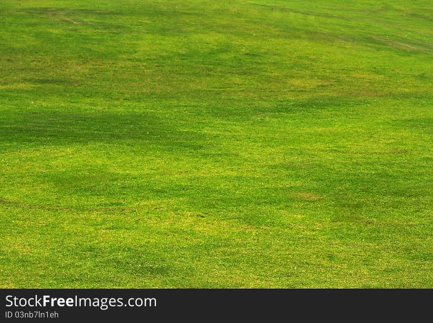 Green Grass Background