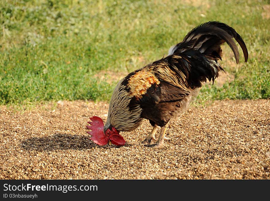 Beautiful rooster pecking grain in the poultry yard