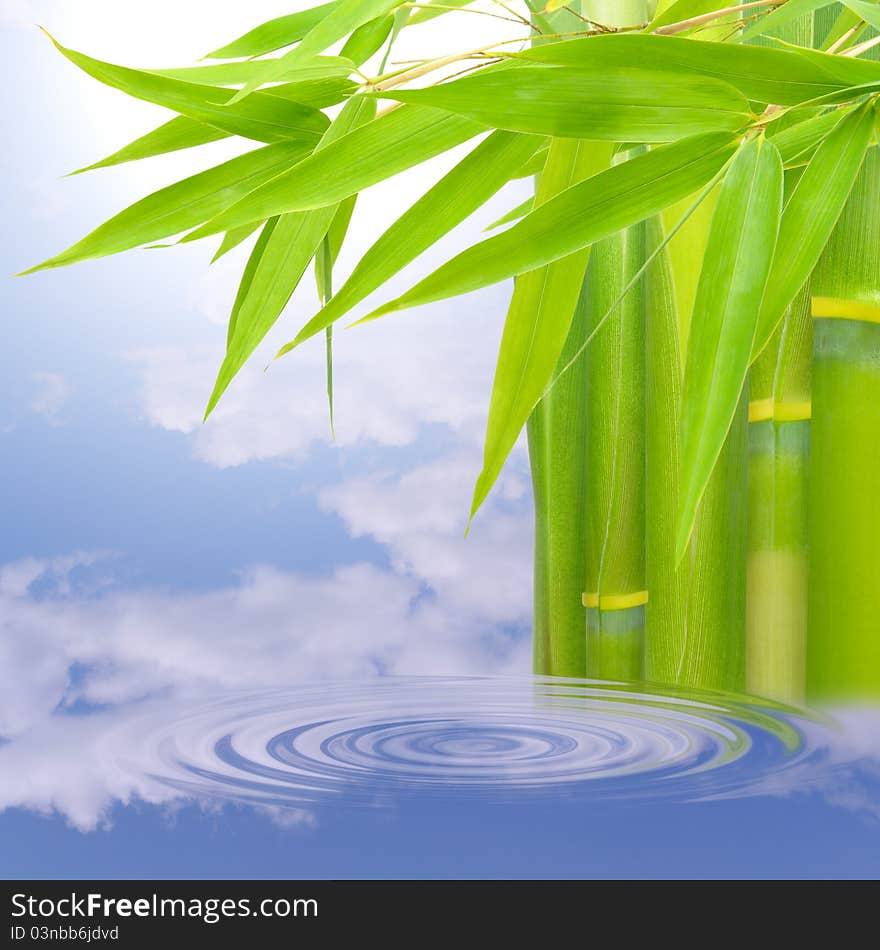 Green and fresh bamboo near a lake.