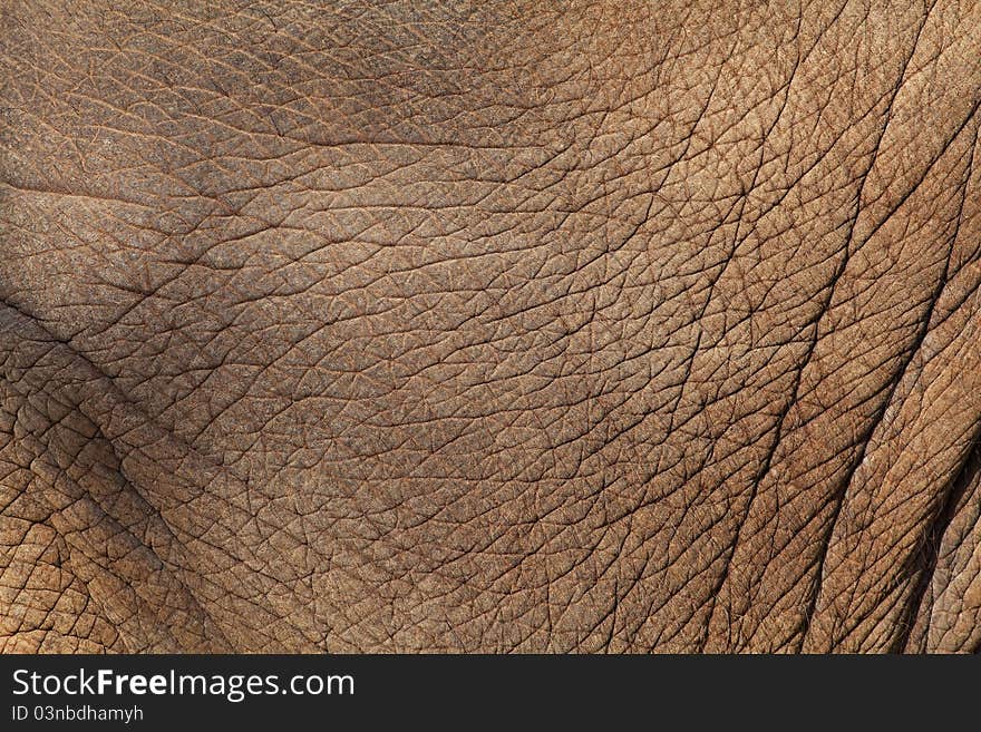 Elephant brown skin as background. Elephant brown skin as background