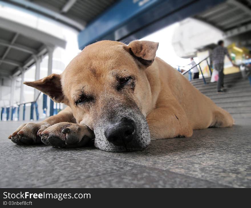 Dog laying look so sleepy at sky train station, Bangkok