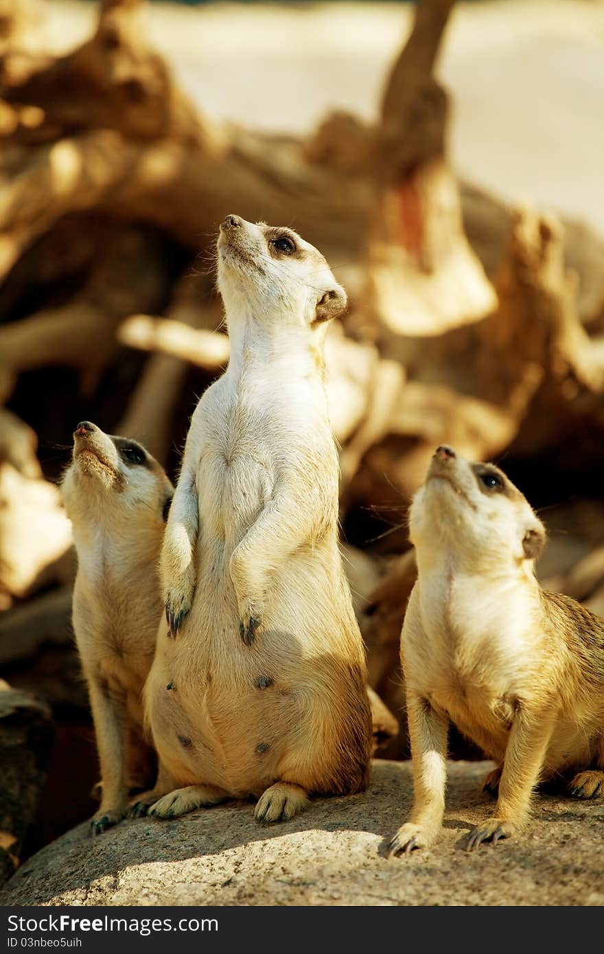 Three Meerkat standing on stone