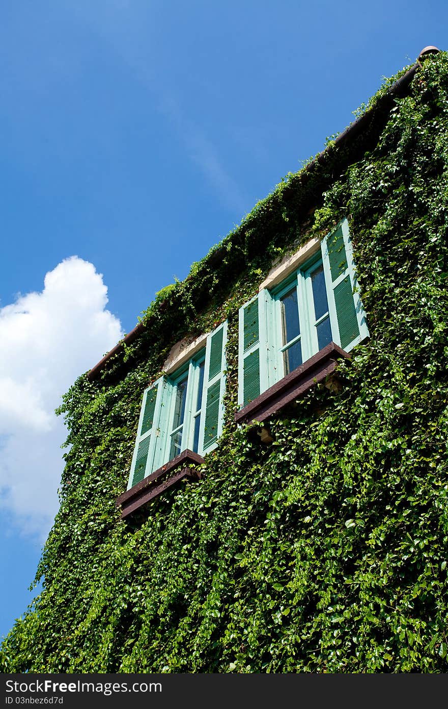 Wall covered with grapes