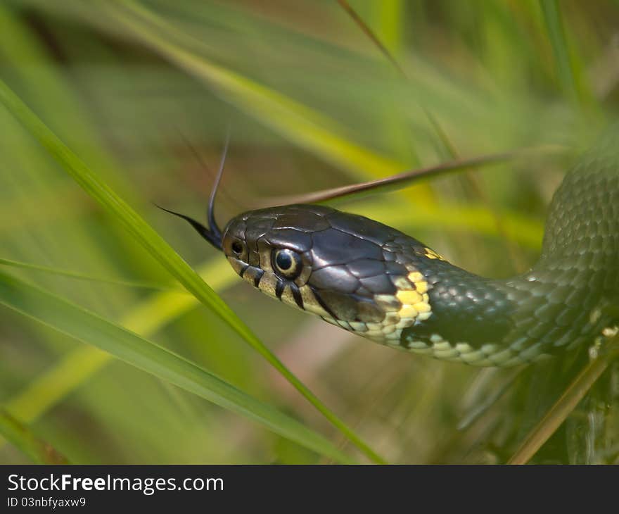 Grass snake tongue