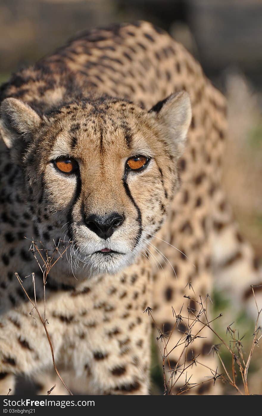 Adult cheetah alert in africa