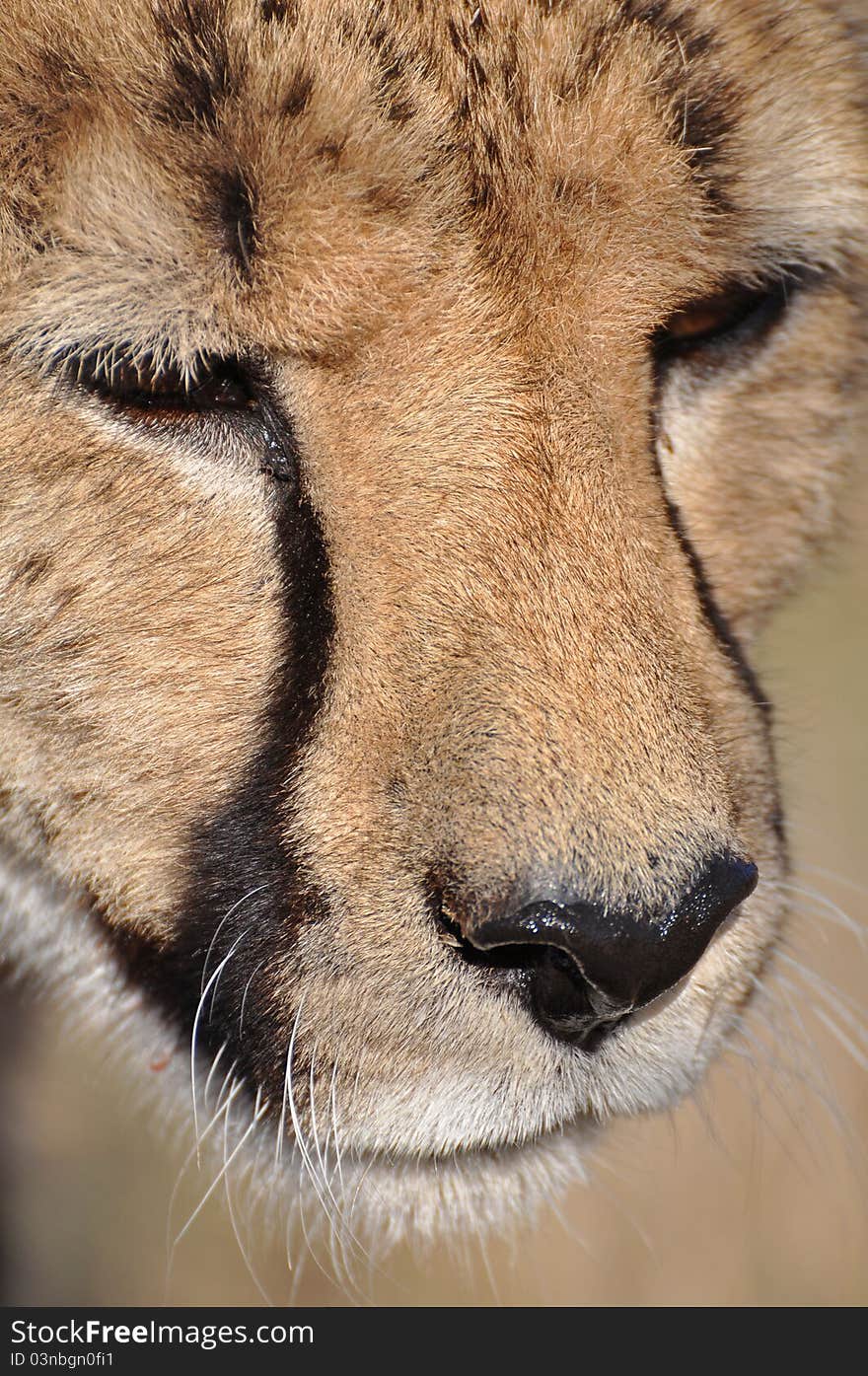 Adult cheetah alert in africa