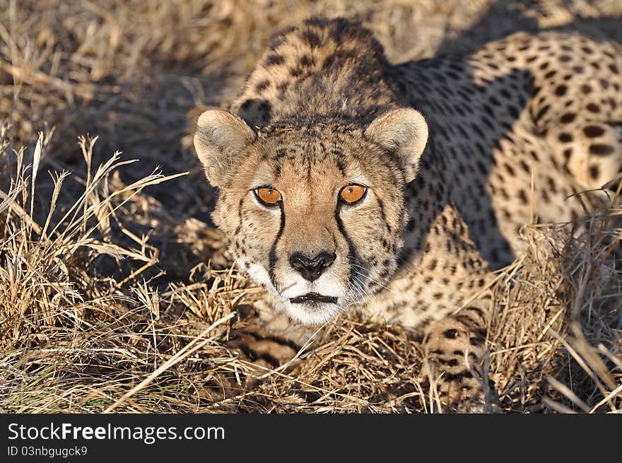 Alert cheetah in evening light