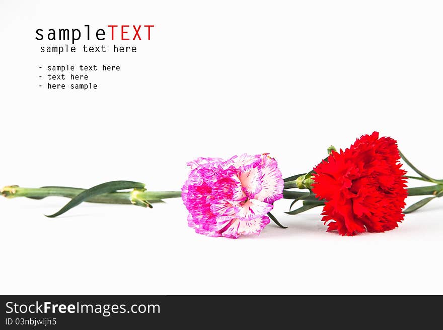 Pink and red carnation flower on white background