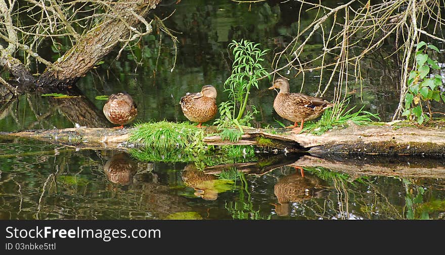 Ducks