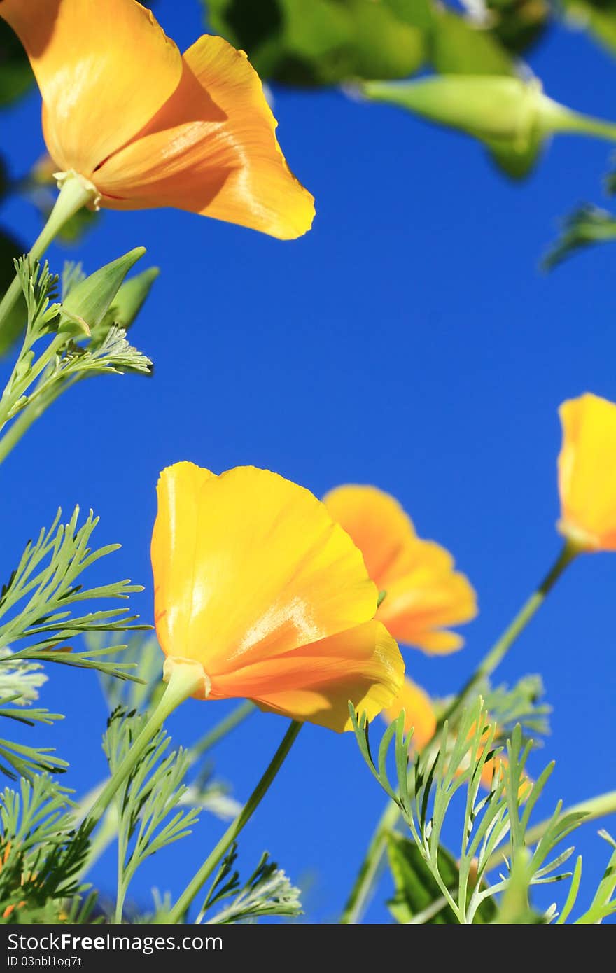 Close up of california poppy flower