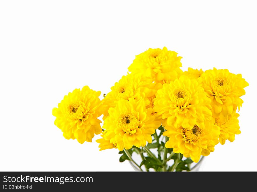 Yellow chrysanthemum flower isolate on white background